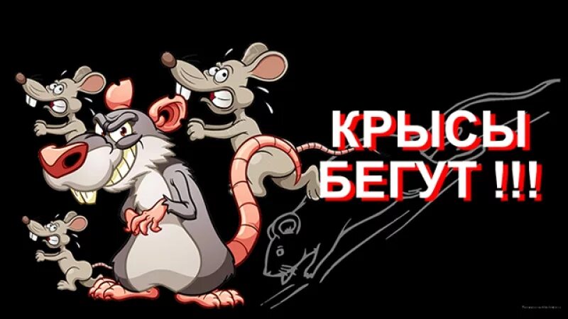 Крыса бегает большая. Крыса бежит. крысы побежали. крыса убегает. крыса бегает.