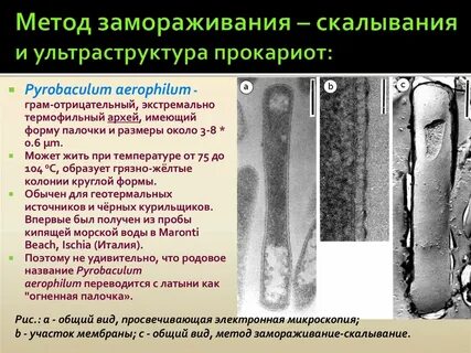 Метод замораживания скалывания