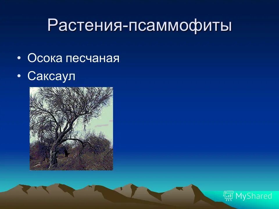 псаммофиты приспособления. псаммофиты приспособления. псаммофиты приспособления. псаммофиты примеры растений. псаммофиты примеры.