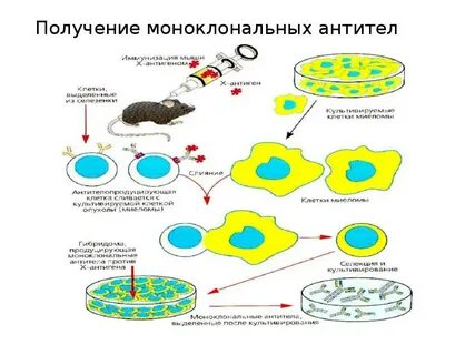 Антитела получение