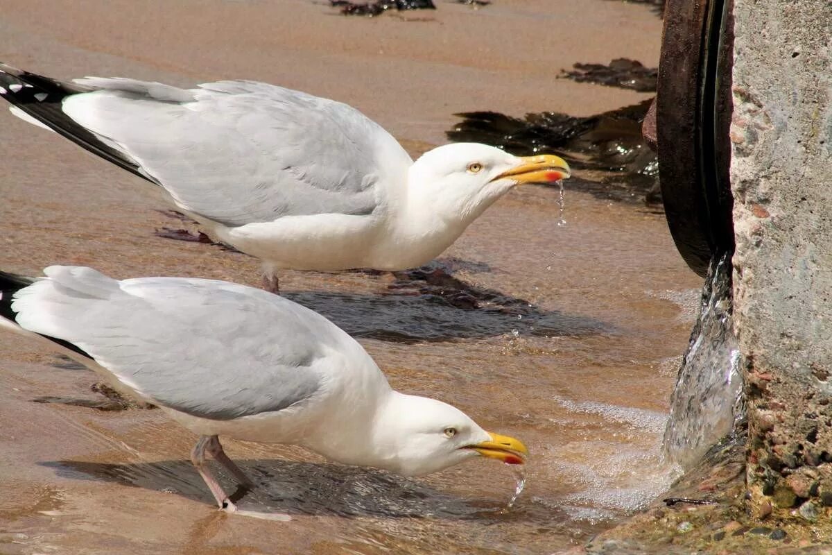 Чайка и крачка и альбатрос. Морские птицы разнообразие. Серебристая чайка ареал. Чайка ест. Любопытная чайка.