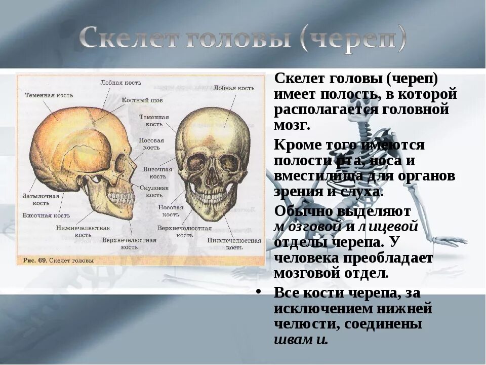 Строение кости черепа человека. Анатомия головы кости черепа. Скелет черепа человека биология 8 класс. Биология скелет головы и туловища. К какому отделу черепа относится скуловая кость