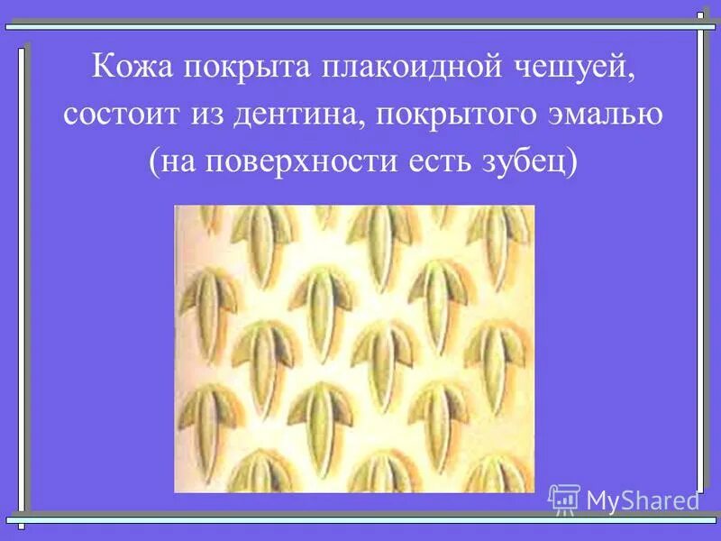 строение кожных покровов пресмыкающихся. плакоидные пластинки. кожа покрыта примитивными плакоидными пластинками. плакоидная чешуя. плакоидная чешуя хрящевых рыб.