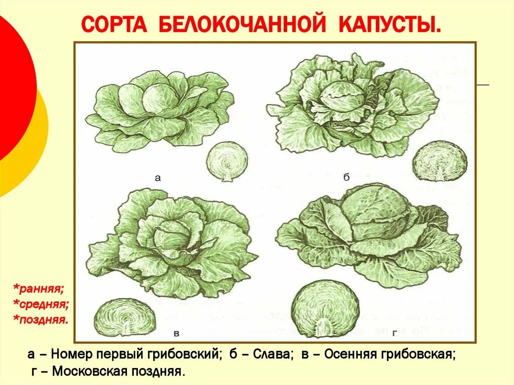 Капуста первый номер. Ранняя средняя и поздняя капуста. Капуста белокочанная кудрявая. Капуста белокочанная рисунок. Рост капусты белокочанной.