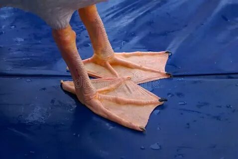Webbed foot