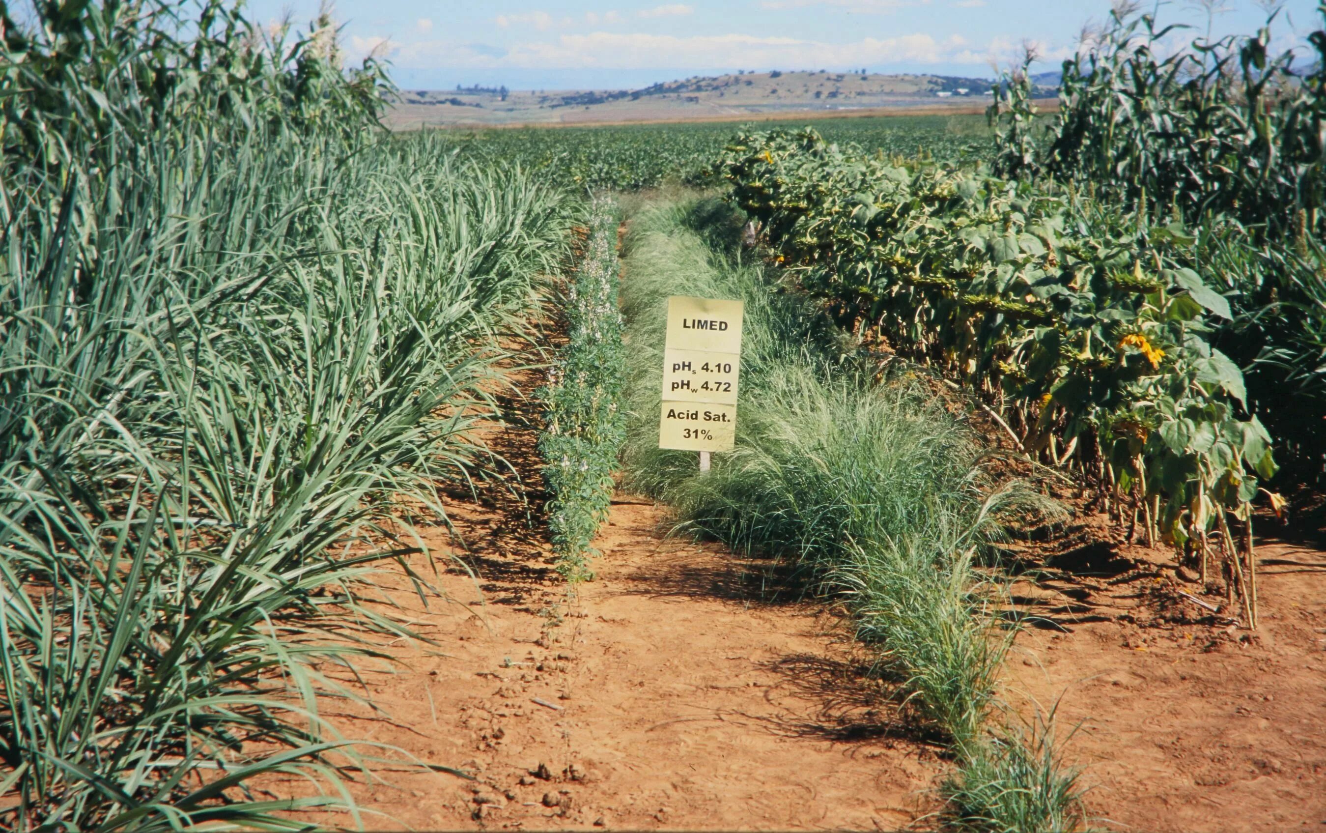 Soil acidity. Soil acidity. Sulfate acid soils agriculture. Препарат био si. Acid soil.