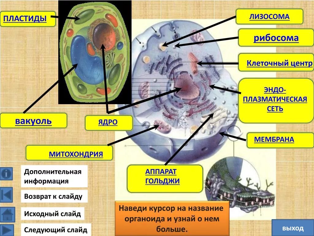 Митохондрии лизосомы функции. Строение клетки мембрана цитоплазма органоиды ядро. Функции рибосом лизосом и митохондрий. Ядро клетки клеточный центр. Клеточный органоид рибосома.