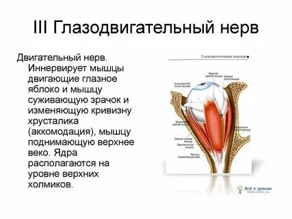 Нервы какая ткань