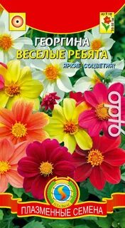 Георгины веселые ребята семена