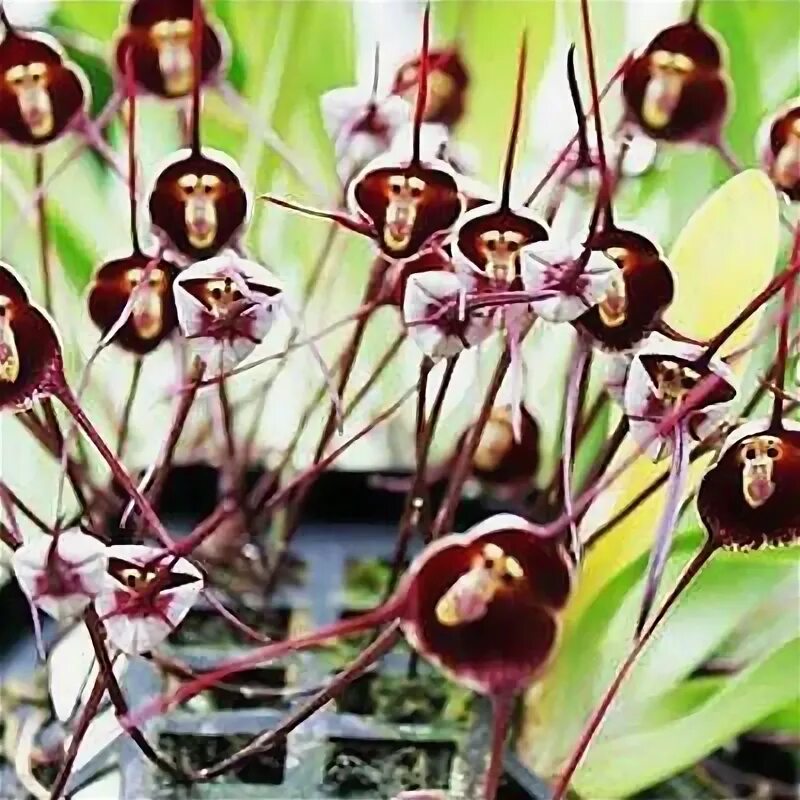 Земляная орхидея фото Spathoglottis Photos