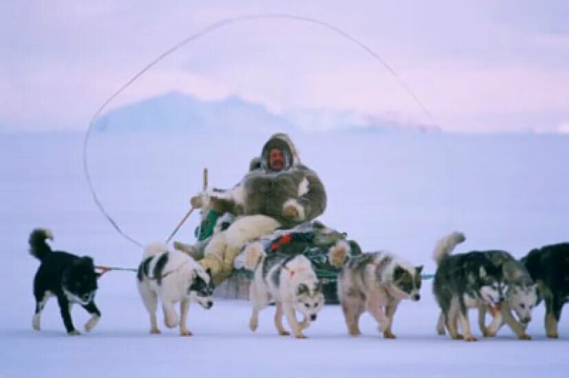 Эскимосская ездовая собака. Собачья упряжка эскимосов. Гренландец инуит. Эскимосы хаски.