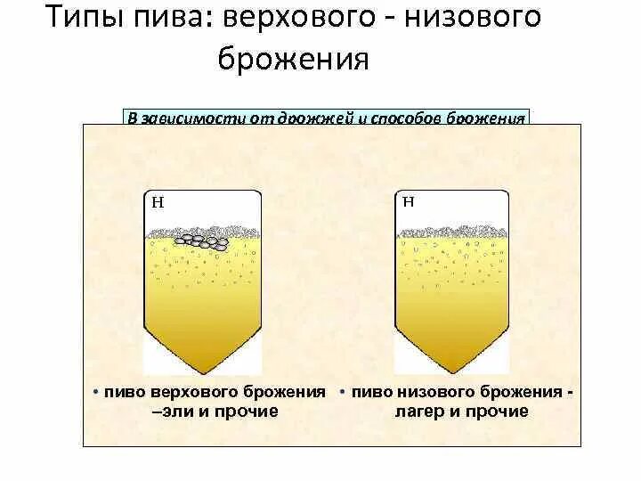 Классификация пивных дрожжей. Дрожжи пивные низового и верхового брожения..