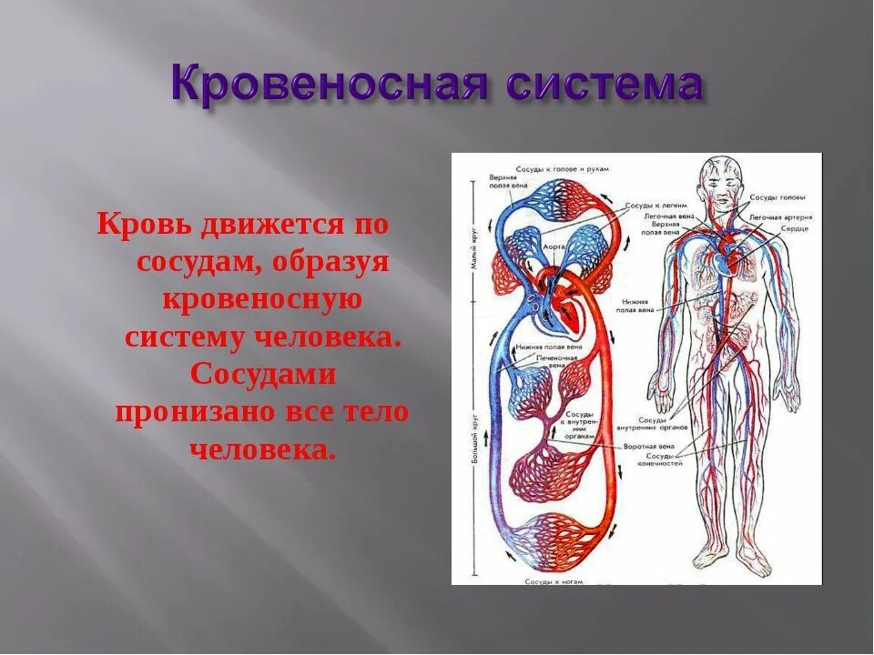 Сообщение на тему кровеносная система. Кровообращение человека кровеносная система человека состоит. сосуды несущие кровь от сердца к органам. сердечно сосудистая система артерии и вены. строение кровеносных сосудов человека анатомия.