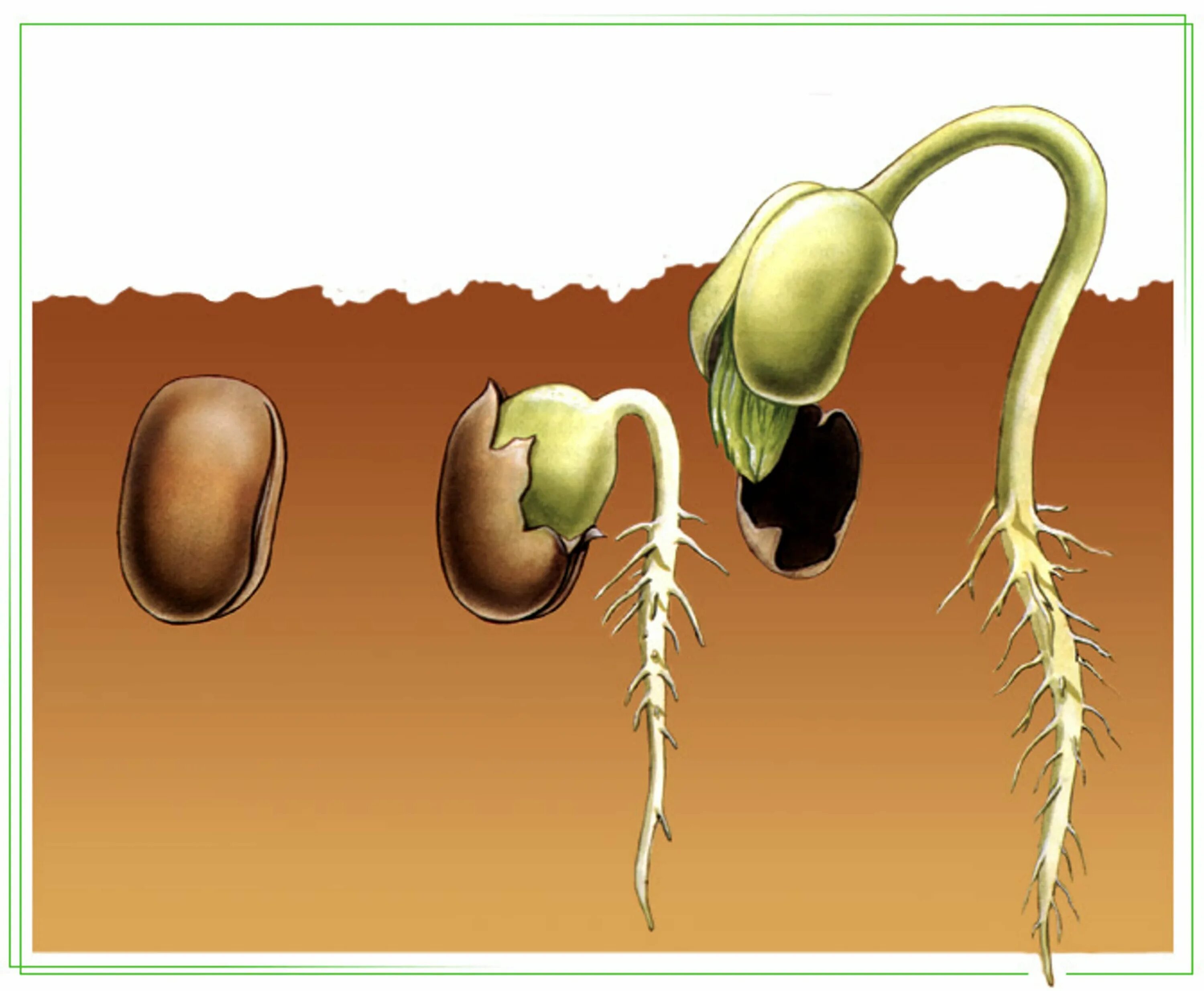 Прорастание семян семядоли. Семена фасоли прорастание семян. Этапы прорастания семян тыквы. Рисунок прорастания семян фасоли. Фасоль корневая