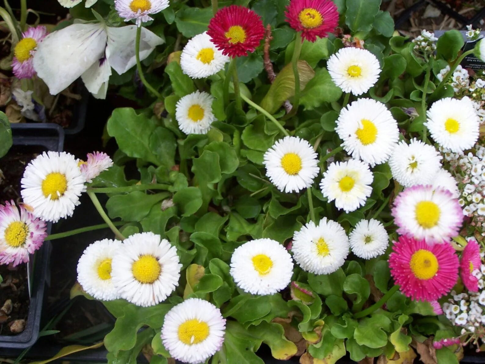 Маргаритка Bellis perennis. Daisy Маргаритка. Маргаритка многолетняя белая. Маргаритки цветы выращивание