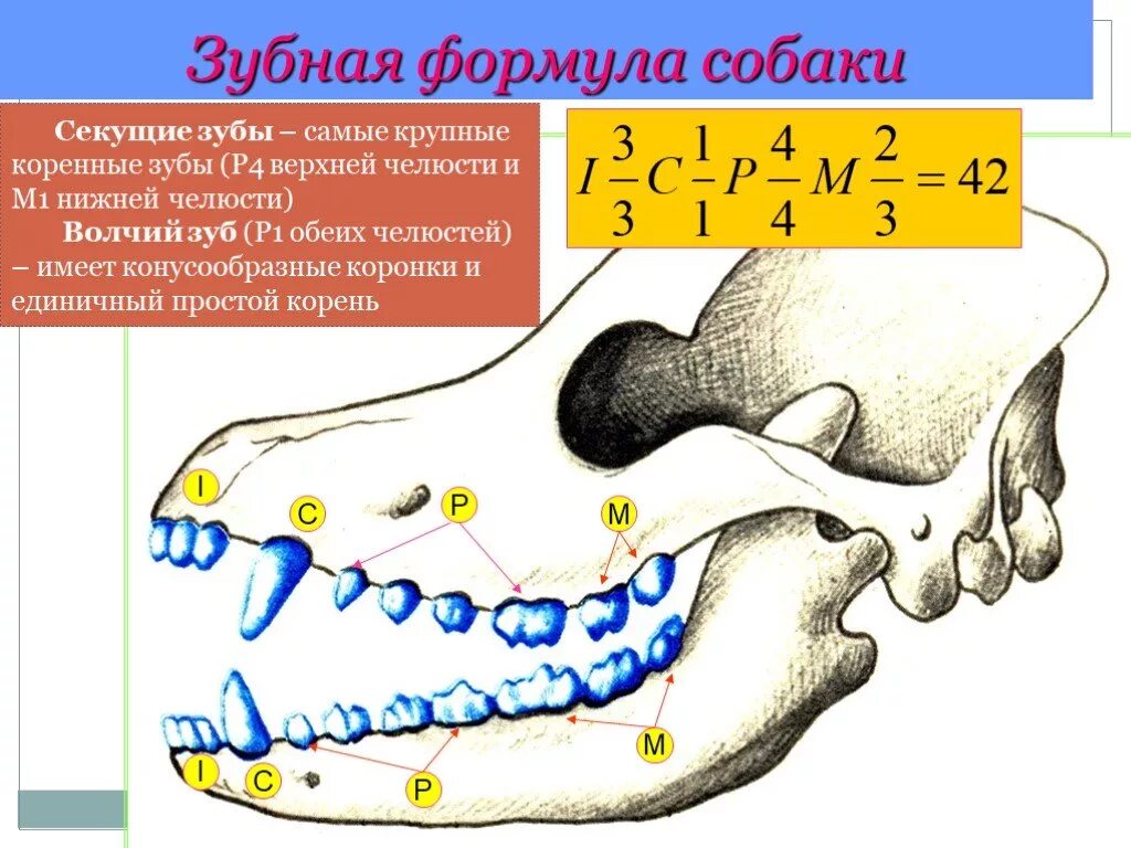 Сколько зубов у млекопитающих. Зубы млекопитающих и зубная формула. Зубная формула молочных зубов у собак. Зубная формула собсобакиаки. Зубная формула формула собаки.