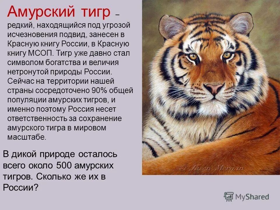 Сообщение о животном из красной книги тигр. Амурский красная книга амурский тигр. красная книга тигр амурский тигр. красная книга про амурского тигра. красная книга россии животных амурский тигр описание.