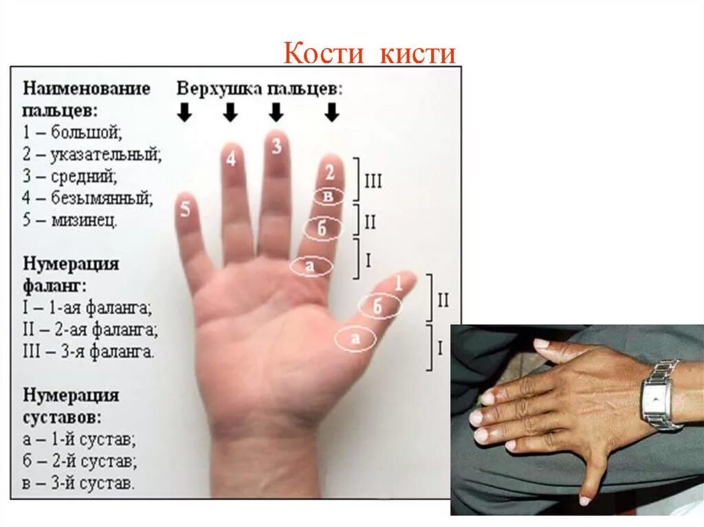 Пальцы на руке название на русском. Название пальцев кисти. Кисть руки название частей. Части запястья названия. Пальцы кисти название.