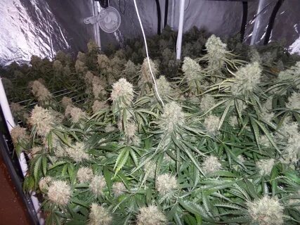 Moby Dick XXL Autoflowering (100-seed pack). 