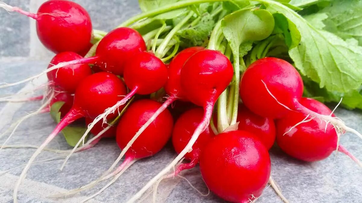 Почему горчит редиска. Редис кармен. редис полевой. овощи редиска. редис пучок.