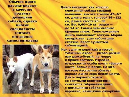 Динго произведение краткое содержание