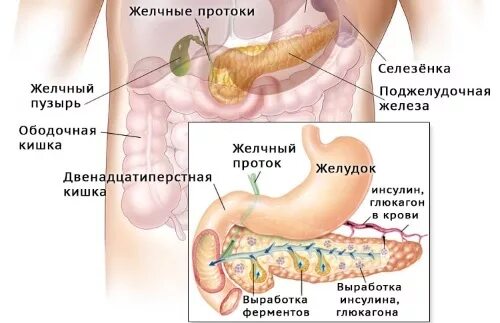 Селезенка желудок поджелудочная железа. Желудок и поджелудочная железа. Желудок и поджелудочная железа рисунок. Поджелудочная расположение.