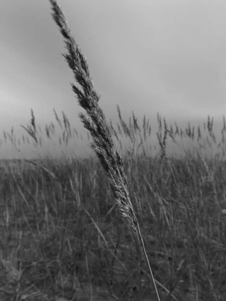 Серые цветы. Поле пшеницы черно белое. Пшеничное поле. Колосья на черном фоне. Рожь на черном фоне.