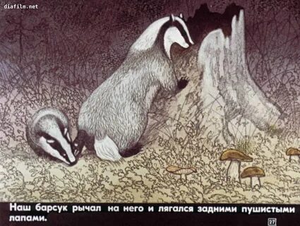 Барсучий нос время года