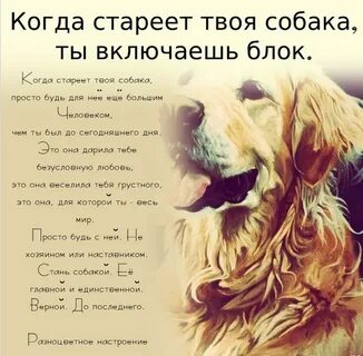 Твоя собака
