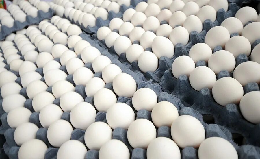 Egg Tray. Сборная модель Eggs. El huevo композитор фото. Egg губка фото. All eggs in sols rng