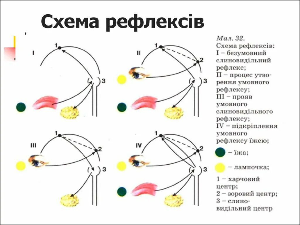 Схема ориентировочного рефлекса на звук. Ориентировочный рефлекс схема. Ориентировочный рефлекс на звук. Компоненты ориентировочного рефлекса.