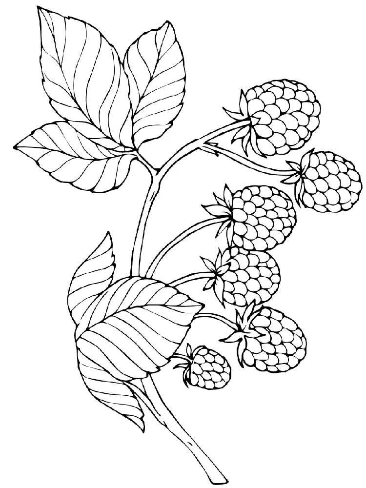 Лесные ягоды раскраска. Ежевика раскраска. Раскраска "ягоды". Лесные ягоды раскраска. Малина раскраска для детей.