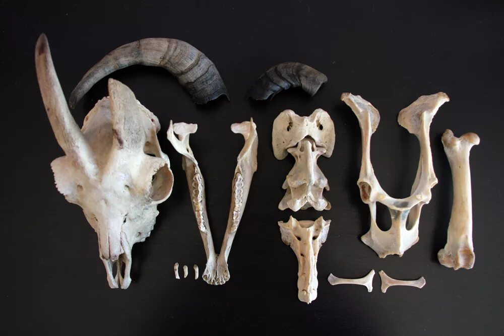 Гребни на костях животных изменчивы. Остеология животных череп.