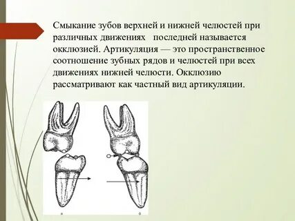 Развитие верхней и нижней челюсти