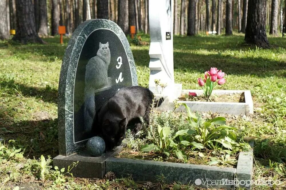 Можно хоронить на своем участке. Памятники на кладбище животных. Кладбище животных. Кладбище домашних животных могилы. Памятника животным на кладбищах.