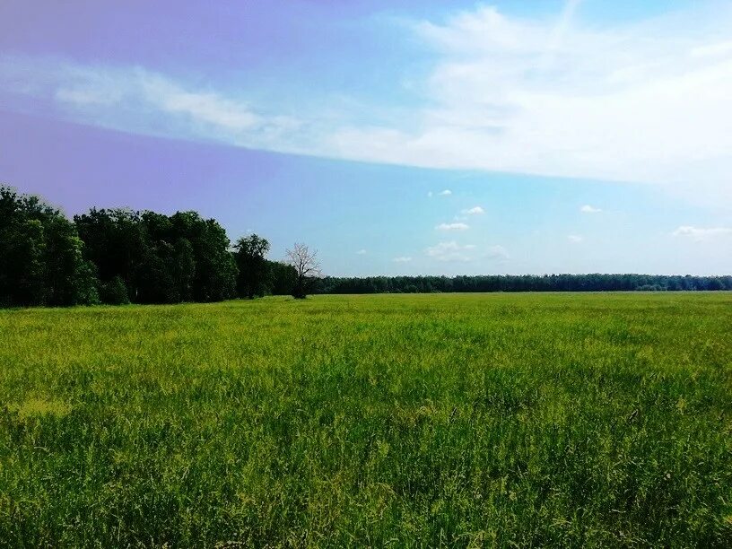 Участок земли. Участок на бывшем поле. Зарастание земель сельскохозяйственного назначения. Земельный участок. Неиспользуемые земли.