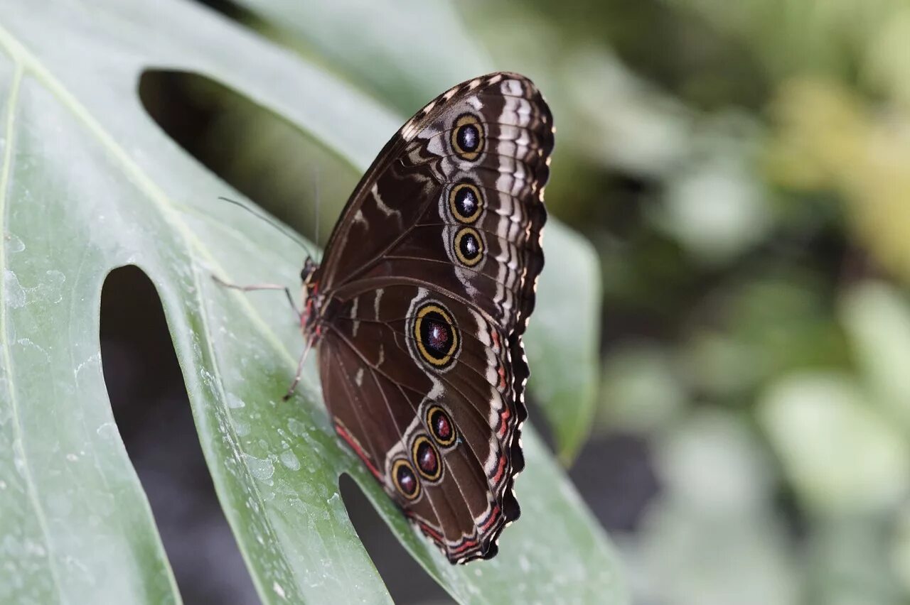 Morpho peleides. Бабочка Морфо. Тропические бабочки. Тропическая бабочка Морфо. Появилась дома бабочка