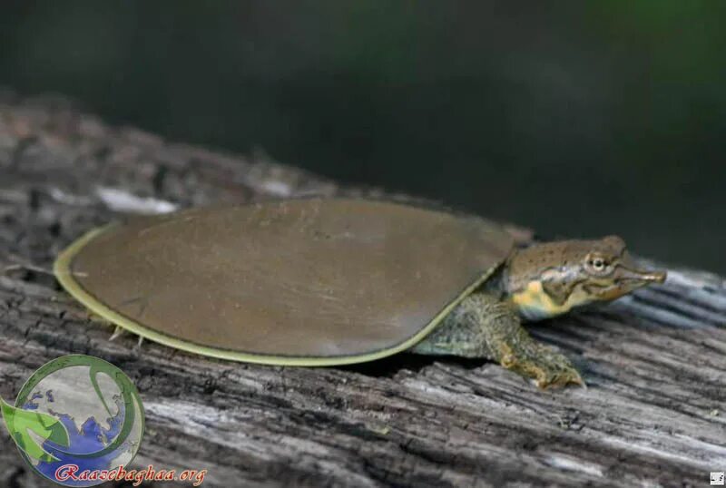 Черепаха приспособленность. Мягкотелая черепаха трионикс. Гладкий трионикс. Трионикс черепаха маленькая. Softshell Turtle.