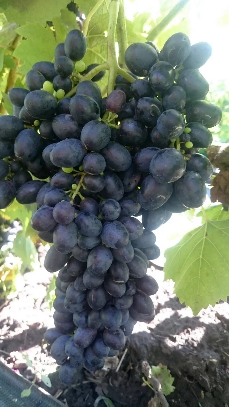 Сорт винограда по листу. Виноград сорт победа. Определить сорт винограда по фото. Каберне нуар виноград. Сорт винограда богатырь.