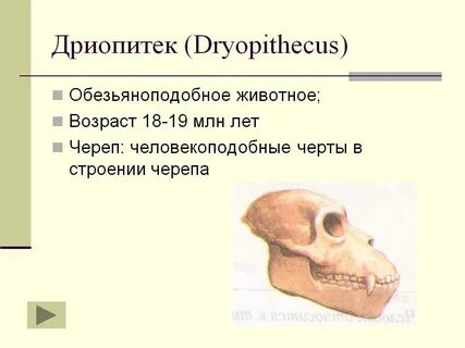 Объем мозга дриопитека