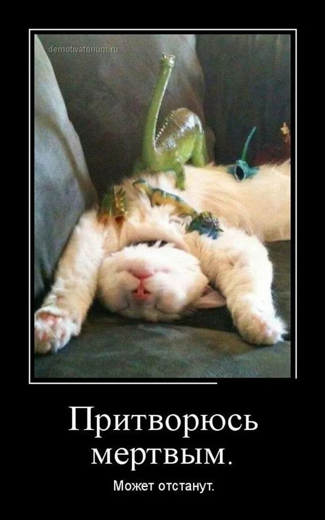 Притворяется что не умеет играть. Кошка притворяется мертвой. притворяется мертвым прикол.