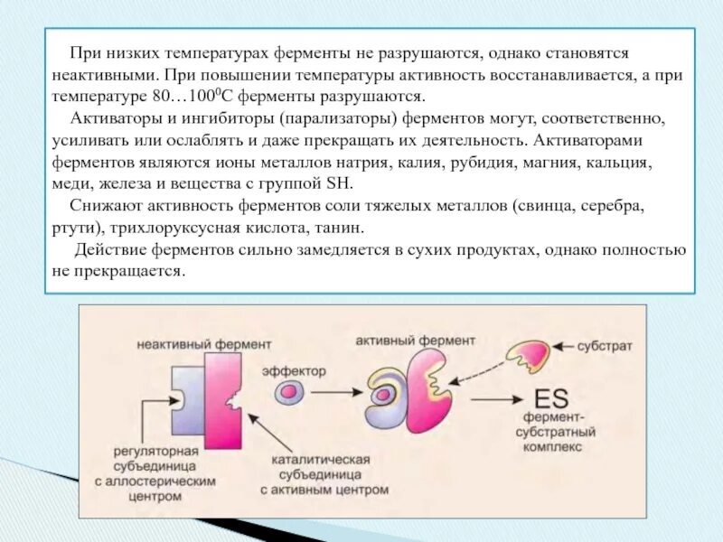 Какой фермент разрушает. Ферменты разрушаются при температуре. Активность ферментов при повышении температуры. Активность ферментов при низких температурах. При какой температуре разрушаются ферменты.