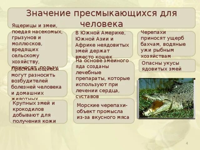 Значение знаний о животных. Роль рептилий в природе и жизни человека. значение пресмыкающихся в природе. роль пресмыкающихся в природе и жизни человека. класс пресмыкающиеся роль в природе.