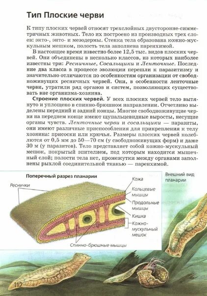 Мышцы плоских червей. Спинно брюшные мышцы у плоских червей. Промежутки между органами у плоских червей заполнены. Планария строение.