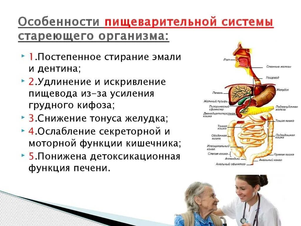 Заболевания пищеварительной системы. Характеристика пищеварительной системы человека. Нарушения заболевания системы органов пищеварения. Особенности органов пищеварения.