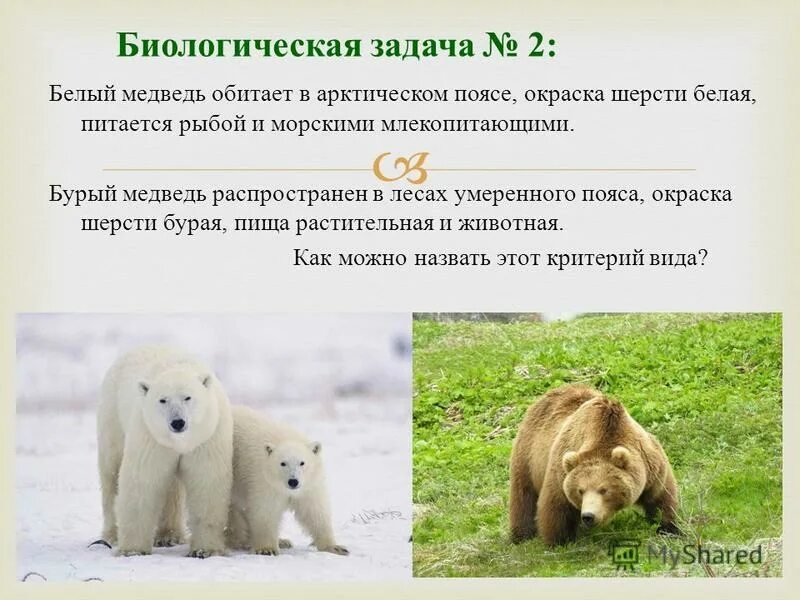 Бурый медведь критерии видов. Видообразование бурого медведя. этологический критерий бурого медведя. окраска шерсти белого медведя это. критерии вида белого медведя.