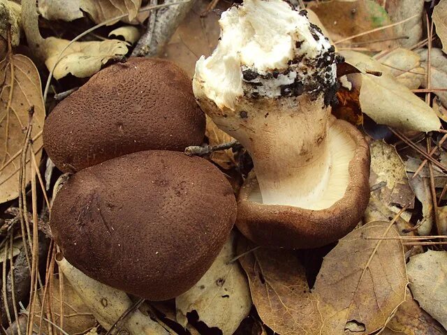 Грибы рядовка бело коричневая фото Рядовка надломленная (Tricholoma batschii): фото, описание и как готовить гриб