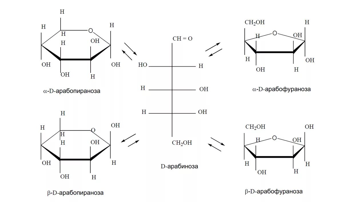Рибоза реакция гидролиза. Арабиноза структурная формула. Таутомерные формы d-маннозы. Циклическая форма д арабинозы. Манноза циклическая таутомерия.