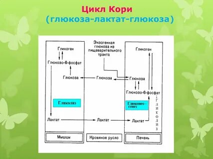 Цикл кори