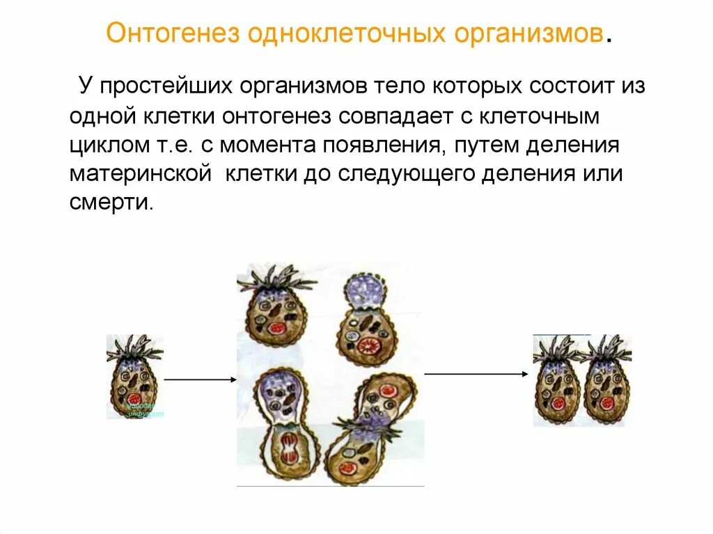 Онтогенез просто. Онтогенез многоклеточных организмов схема. Онтогенез одноклеточных организмов. Размножение онтогенез. Развитие одноклеточных.